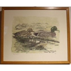 Gravure "Couple de colverts" signée HAINARD