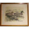 Gravure "Couple de colverts" signée HAINARD