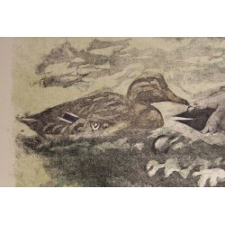 Gravure "Couple de colverts" signée HAINARD