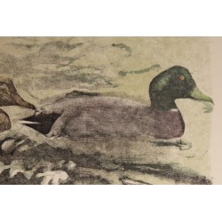 Gravure "Couple de colverts" signée HAINARD
