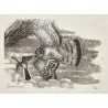 Gravure "Epervier et bergeronnette" signée HAINARD
