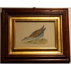 Engraving ‘Little Crake’ by MORRIS