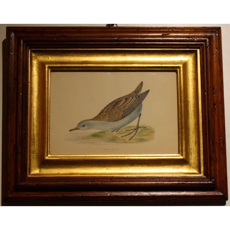 Engraving ‘Little Crake’ by MORRIS