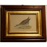 Engraving ‘Little Crake’ by MORRIS
