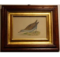 Gravure "Little Crake" par MORRIS
