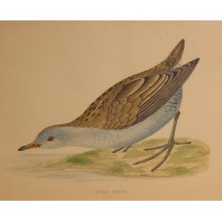 Engraving ‘Little Crake’ by MORRIS