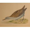 Engraving ‘Little Crake’ by MORRIS