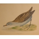 Gravure "Little Crake" par MORRIS