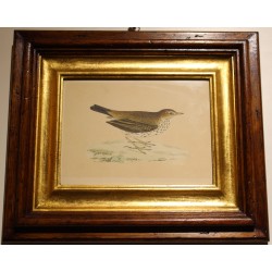 Engraving ‘Meadow Pipit’ by MORRIS