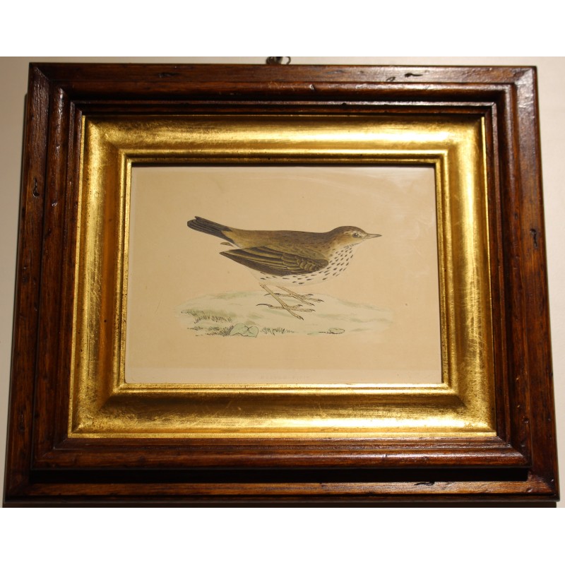 Engraving ‘Meadow Pipit’ by MORRIS