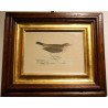 Engraving ‘Meadow Pipit’ by MORRIS