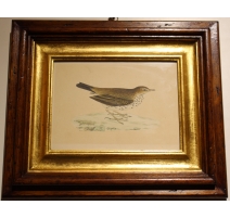 Gravure "Meadow Pipit" par MORRIS