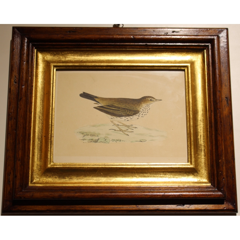 Gravure "Meadow Pipit" par MORRIS