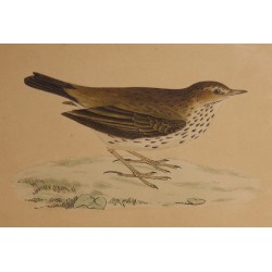 Engraving ‘Meadow Pipit’ by MORRIS