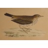 Engraving ‘Meadow Pipit’ by MORRIS