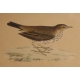 Gravure "Meadow Pipit" par MORRIS