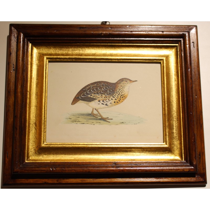 Engraving entitled ‘Andalusian Quail’ by MORRIS