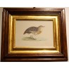 Engraving entitled ‘Andalusian Quail’ by MORRIS