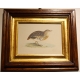 Gravure "Andalusian Quail" par MORRIS