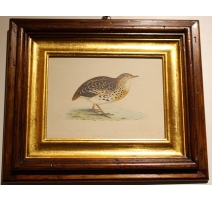 Gravure "Andalusian Quail" par MORRIS