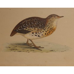 Engraving entitled ‘Andalusian Quail’ by MORRIS