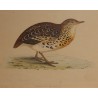 Engraving entitled ‘Andalusian Quail’ by MORRIS