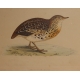 Gravure "Andalusian Quail" par MORRIS