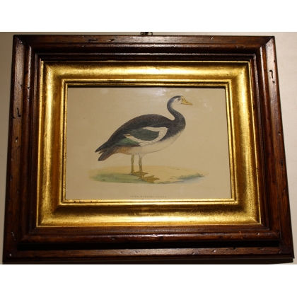 Gravure "Spur-Winged Goose" par MORRIS