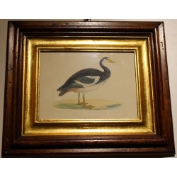 Engraving ‘Spur-Winged Goose’ by MORRIS