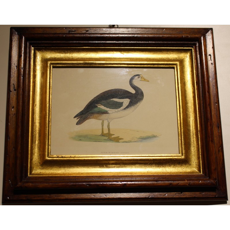 Engraving ‘Spur-Winged Goose’ by MORRIS