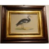 Engraving ‘Spur-Winged Goose’ by MORRIS
