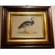 Gravure "Spur-Winged Goose" par MORRIS