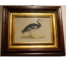 Gravure "Spur-Winged Goose" par MORRIS