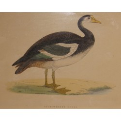 Engraving ‘Spur-Winged Goose’ by MORRIS