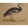 Engraving ‘Spur-Winged Goose’ by MORRIS