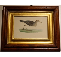 Gravure "Pectoral Sandpiper" par MORRIS
