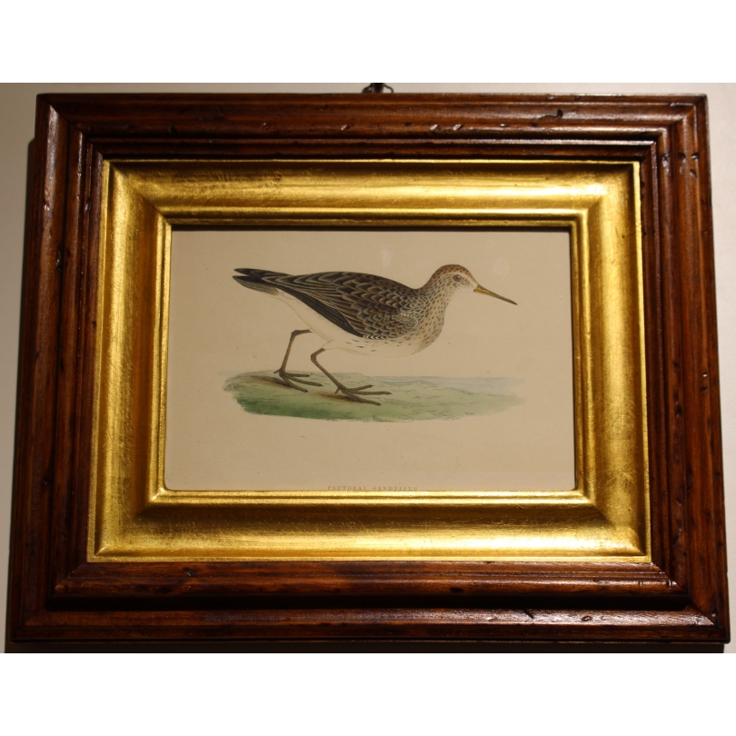 Gravure "Pectoral Sandpiper" par MORRIS