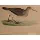 Gravure "Pectoral Sandpiper" par MORRIS