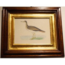 Engraving of "Bartram’s Sandpiper" by MORRIS