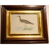 Engraving of "Bartram’s Sandpiper" by MORRIS