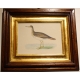 Gravure "Bartram's Sandpiper" par MORRIS