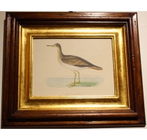 Gravure "Bartram's Sandpiper" par MORRIS