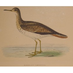 Engraving of "Bartram’s Sandpiper" by MORRIS