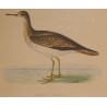 Engraving of "Bartram’s Sandpiper" by MORRIS