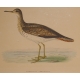 Gravure "Bartram's Sandpiper" par MORRIS