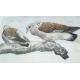 Engraving "Mating doves"