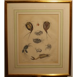 Gravure Lepidurus 1855, planche 8