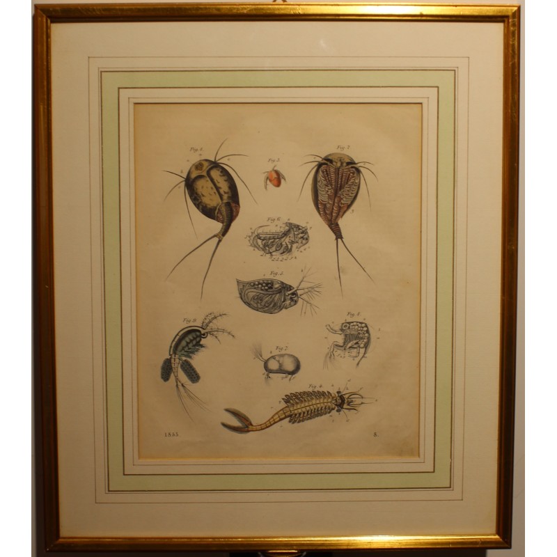 Gravure Lepidurus 1855, planche 8