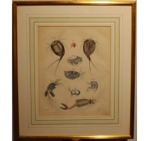 Gravure Lepidurus 1855, planche 8