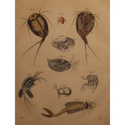 Gravure Lepidurus 1855, planche 8